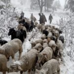 A view of snowfall in Kashmir