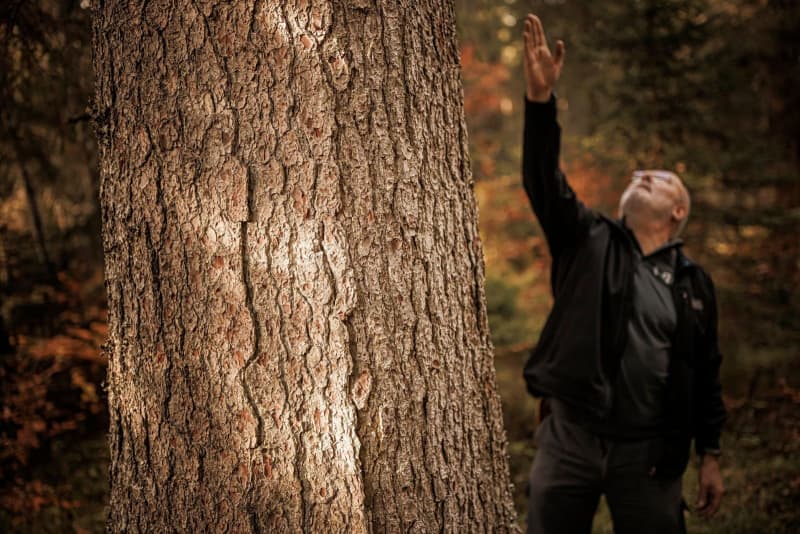 Climate’s toll on trees threatens the sound of music