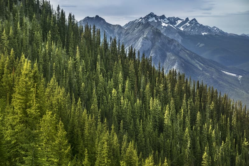 Mountain forests disappearing at alarming rate: study